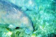 [GROS PLAN] Le dugong a-t-il trouvé le moyen d'éviter l'homme ?