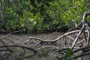 Une matinée pour mieux connaître la mangrove, à Pindaï