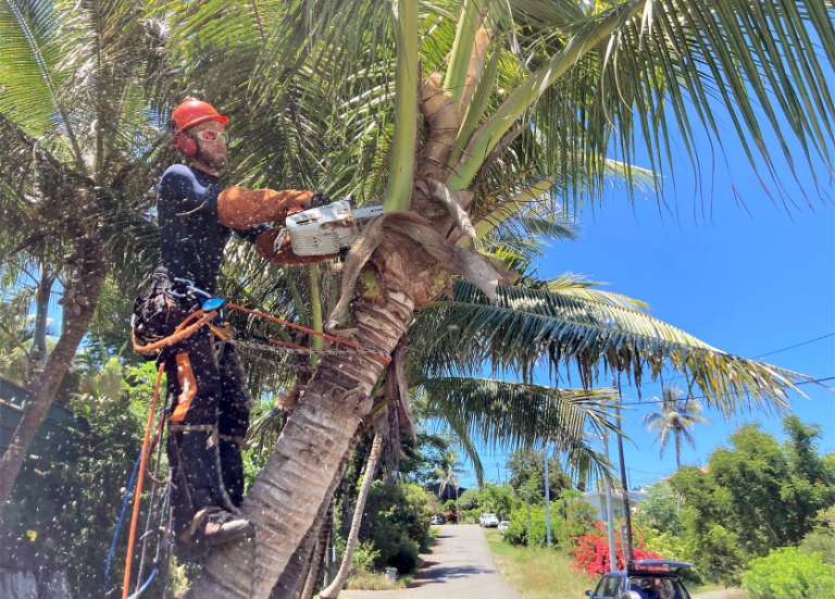 [VIDÉO] Pourquoi et quand élaguer vos arbres en vue de la saison cyclonique ?