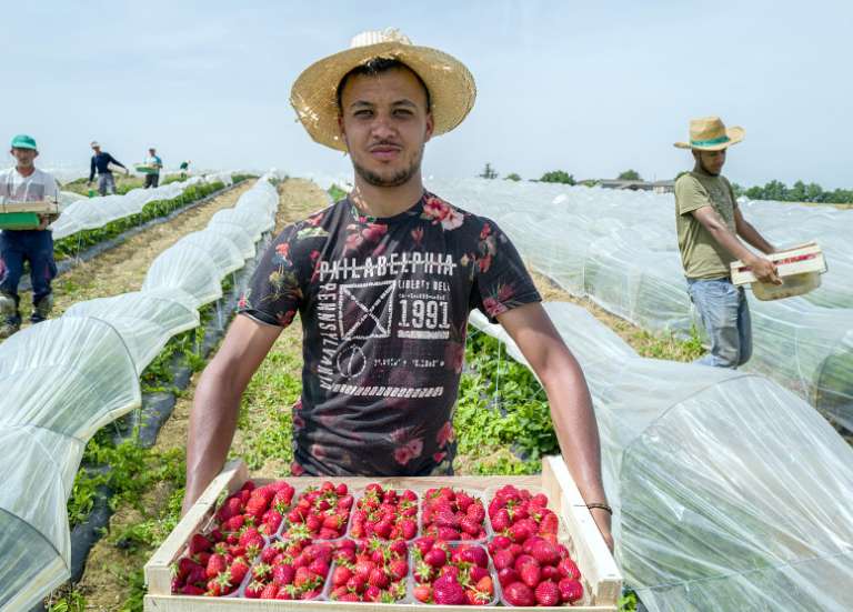 Les producteurs de fraises 