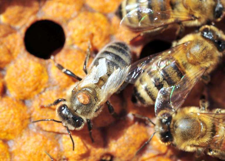 Les abeilles australiennes menacées par le varroa