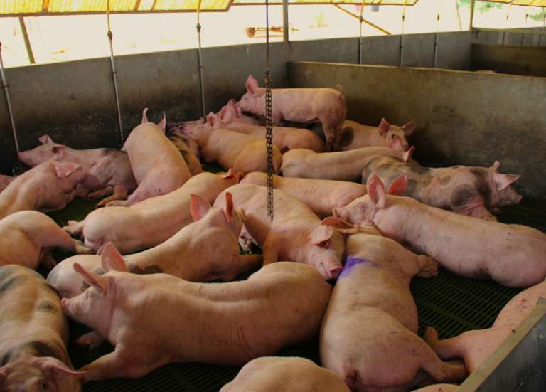 Le prix d'achat du porc va être augmenté