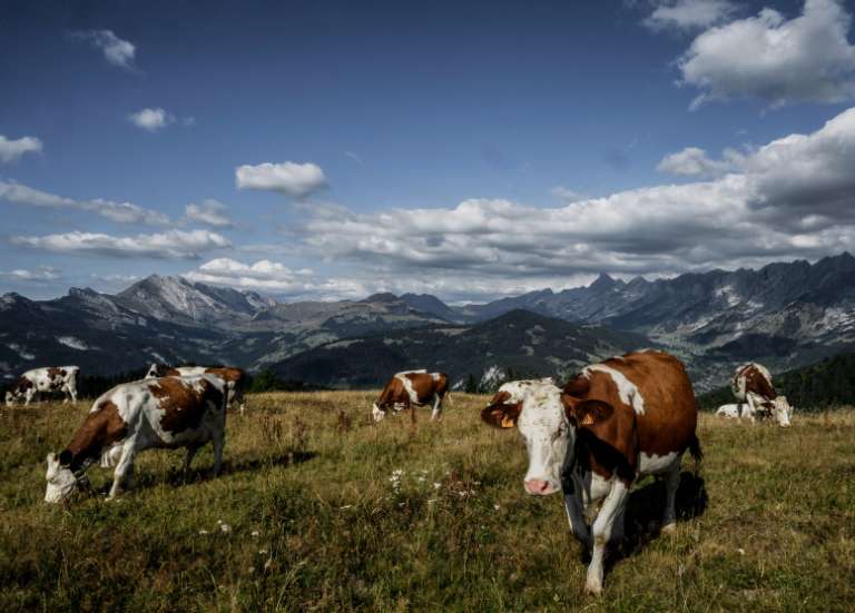 Les éleveurs alertent sur une « pénurie » de bœuf français