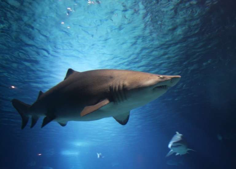 Une Américaine tuée par un requin aux Bahamas