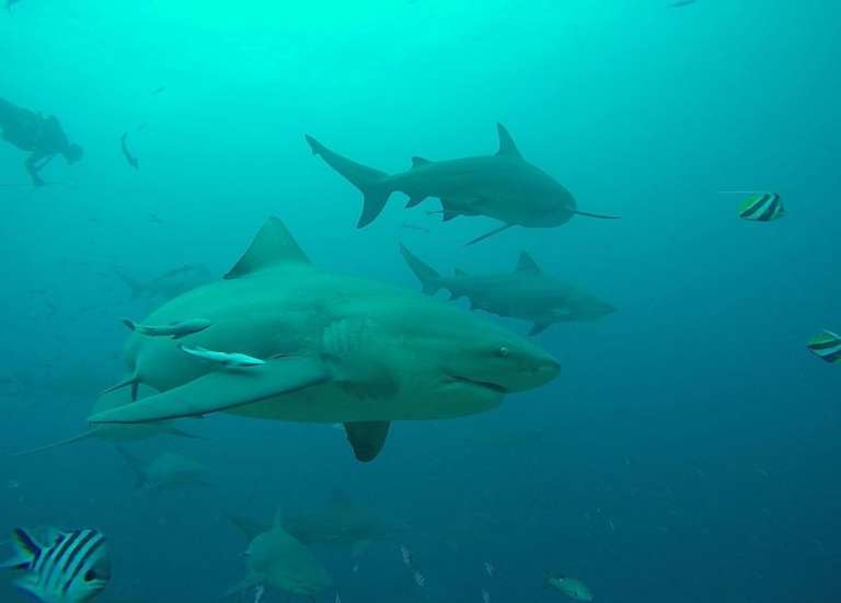 Australie, États-Unis, Nouvelle-Calédonie… les attaques de requin ont augmenté dans le monde en 2023