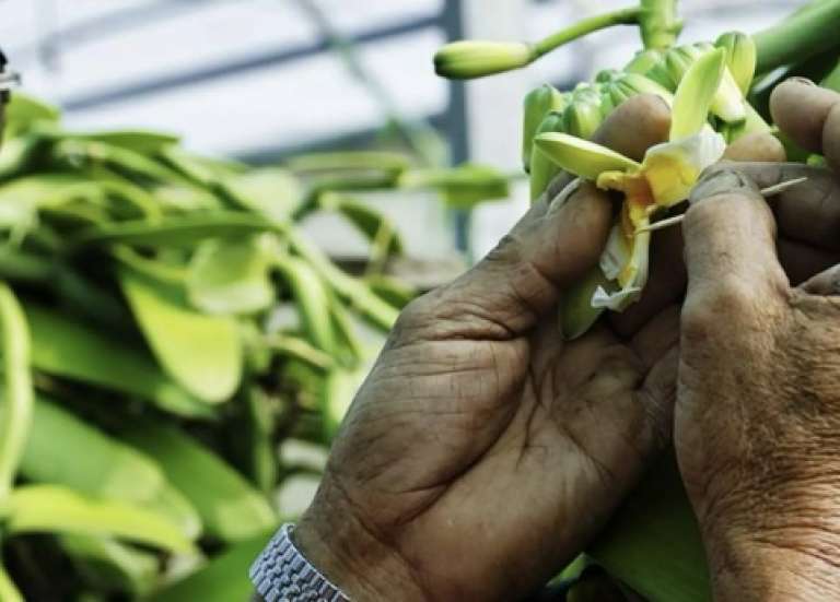 Vanille française : le Cirad à La Réunion mise sur la diversité génétique pour sauver la filière