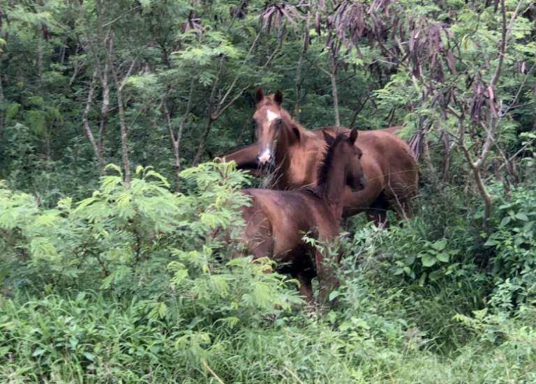 Australie : une enquête ouverte après la découverte des restes de 500 chevaux