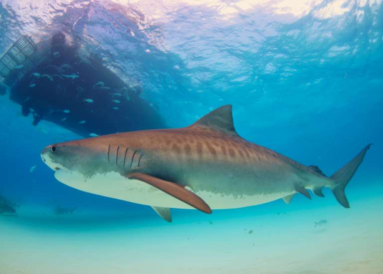 200 requins tigres et bouledogues vont être étudiés à la loupe dans le lagon