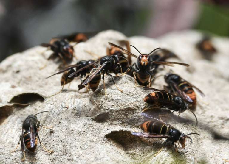 Le frelon asiatique menace la Nouvelle-Calédonie