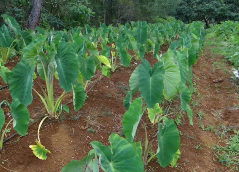 [MAGAZINE] Maintenir la culture des taros d'eau à Ouvéa et en Nouvelle-Calédonie