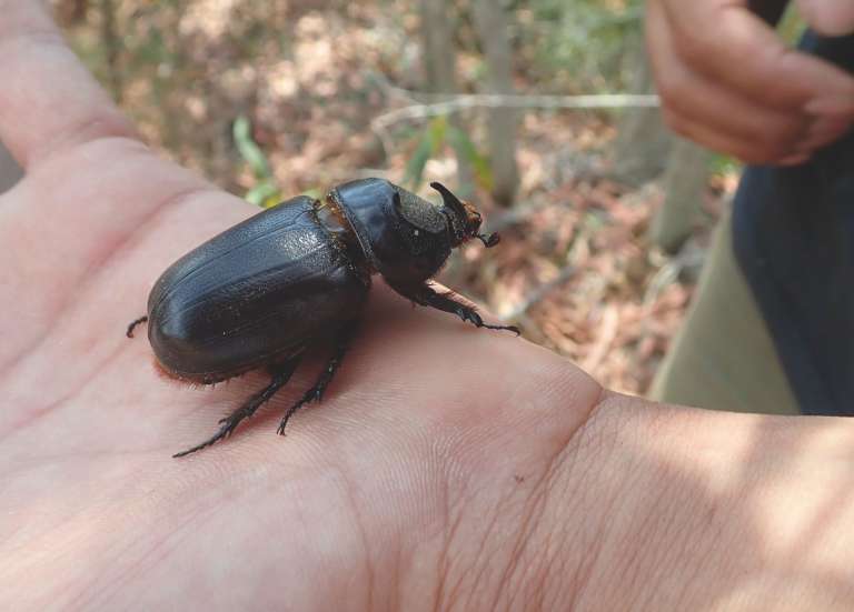 [MAGAZINE] Des solutions biologiques contre le scarabée rhinoceros