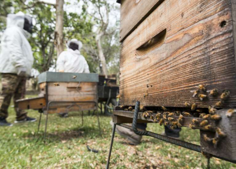 [MAGAZINE] Le miel calédonien entre dans une nouvelle ère