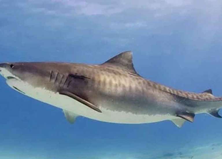 Un requin-tigre serait à l’origine de l’attaque mortelle à Koumac
