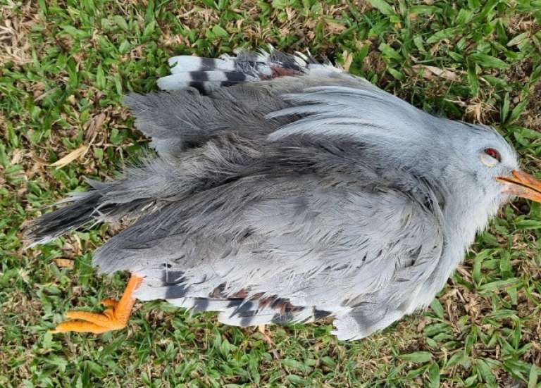 Des cagous attaqués par des chiens errants à Farino