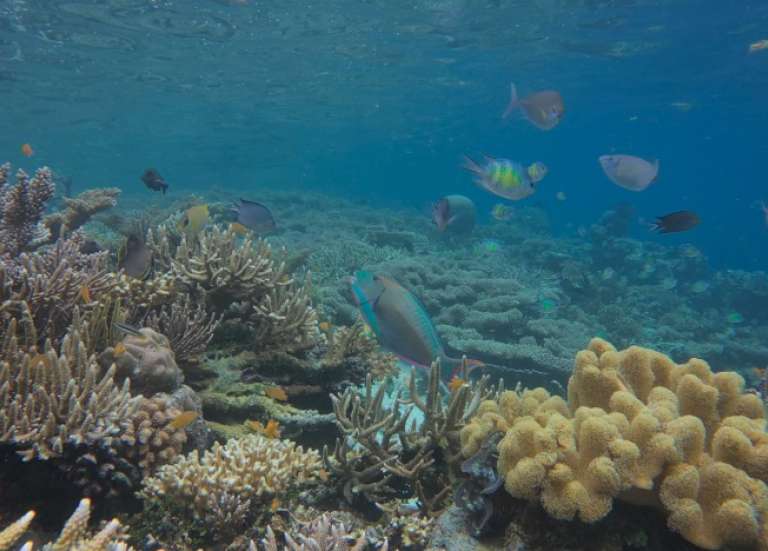 Indonésie : les coraux de Raja Ampat menacés par les mines de nickel, selon des ONG