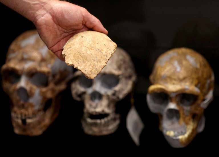 Un crâne d’un million d’années pourrait modifier la chronologie de l’évolution humaine