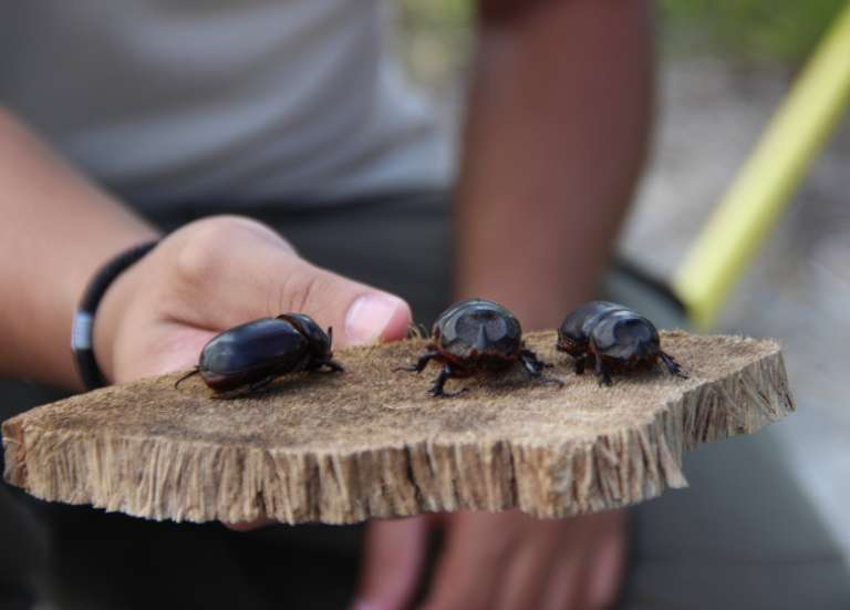 Le scarabée rhinocéros détecté pour la première fois à Lifou