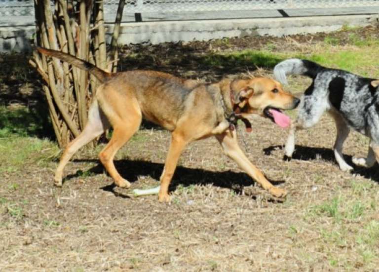 Obligation d’identification et encadrement de l’élevage : le Congrès adopte une loi sur les animaux de compagnie