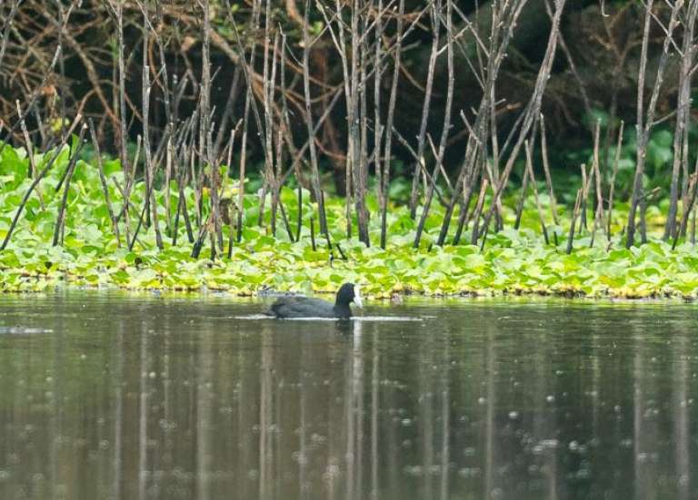 Un nouvel oiseau observé pour la première fois en Nouvelle-Calédonie