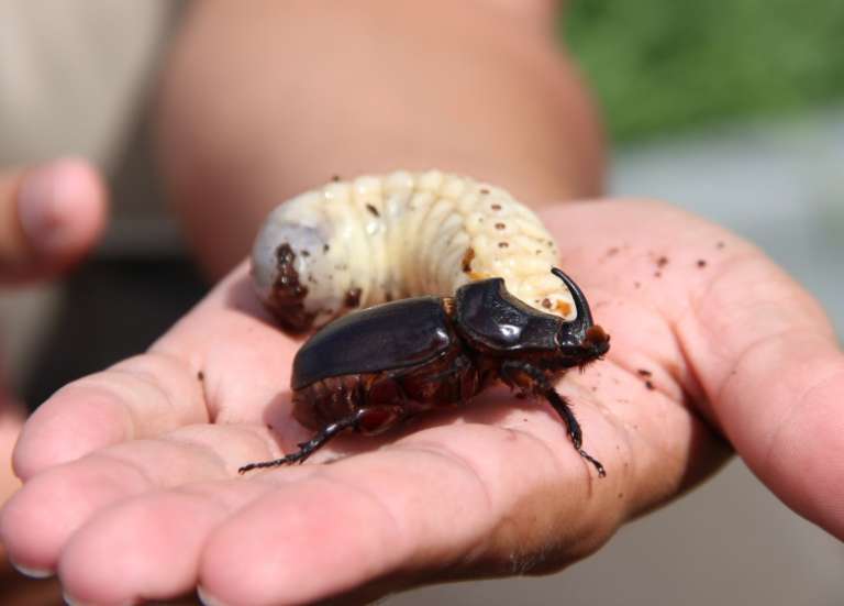 De nouvelles mesures mises en place après la découverte de deux autres scarabées rhinocéros à Lifou