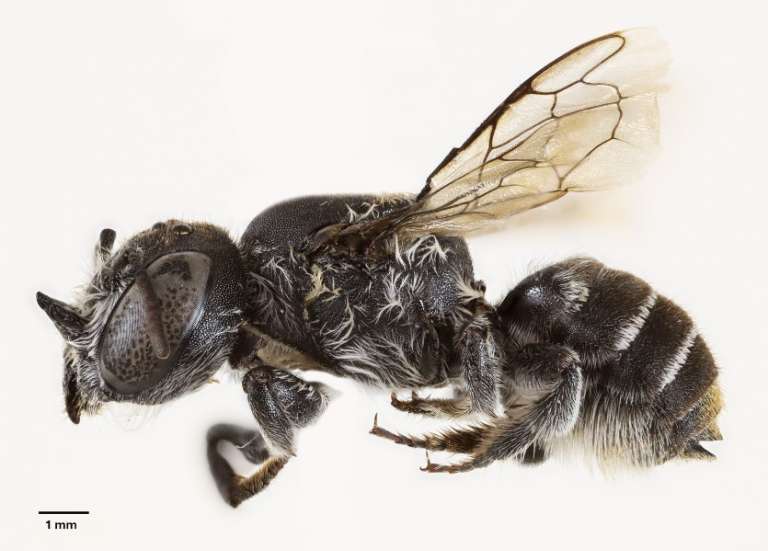 Australie : une nouvelle espèce d'abeille baptisée