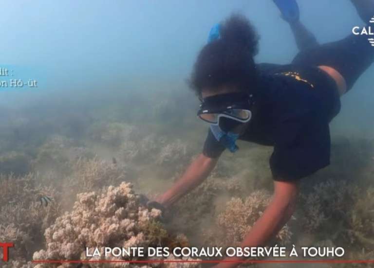 Bilatérales avec la ministre, handisport à Maré, ponte des coraux… Le JT du 11 novembre de Caledonia