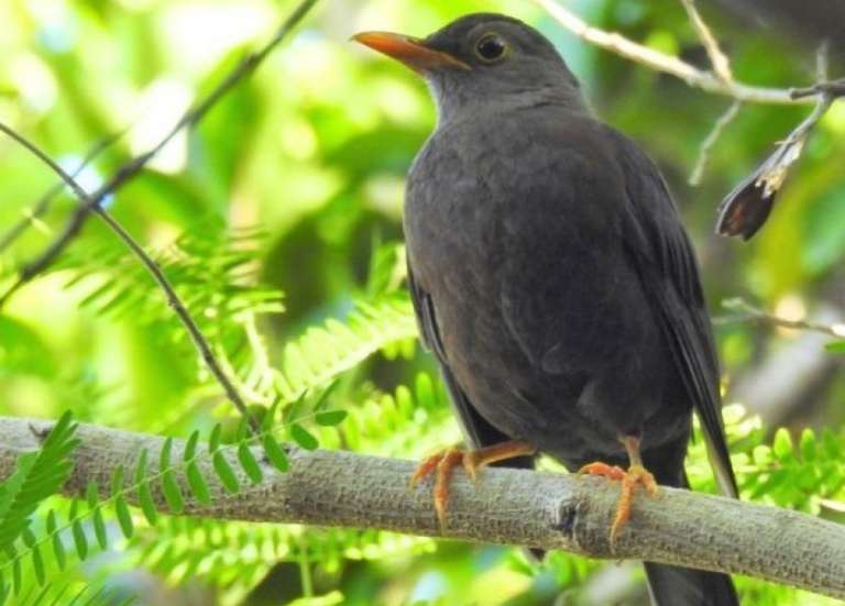 L’Atlas de la biodiversité de Poum, lauréat de la Palme Ifrecor 2025