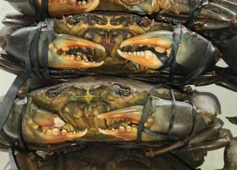 La pêche aux crabes de palétuvier est interdite pendant deux mois