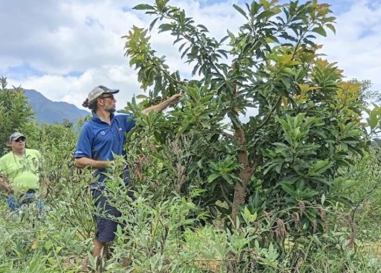 [MAGAZINE] Avocat : un nouveau souffle pour la filière ?