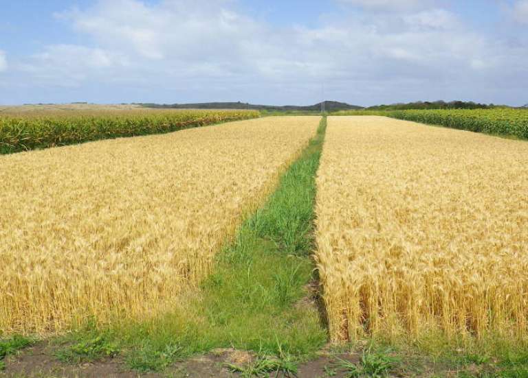 [MAGAZINE] Nouveaux enjeux pour la filière céréales et oléo-protéagineux