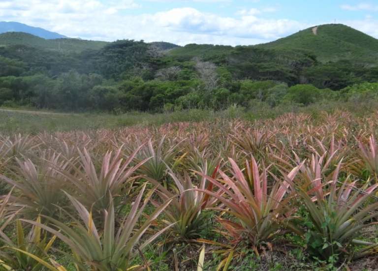 [MAGAZINE] De la récolte à la consommation, la filière ananas passe à la loupe ses pratiques