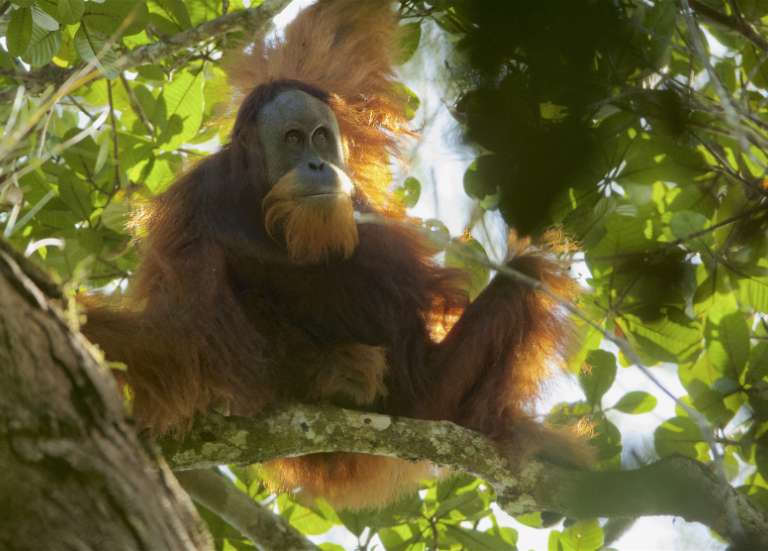 Inondations en Indonésie : des chercheurs s’inquiètent pour des orangs-outans déjà menacés