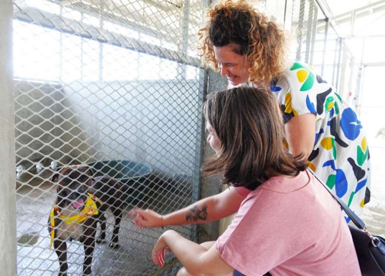 [INFOGRAPHIE] En six ans, le nombre de chiens euthanasiés à la fourrière a nettement baissé