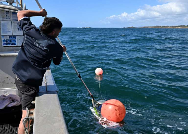 La course effrénée vers les grands requins d'Australie pour sécuriser baigneurs et surfeurs