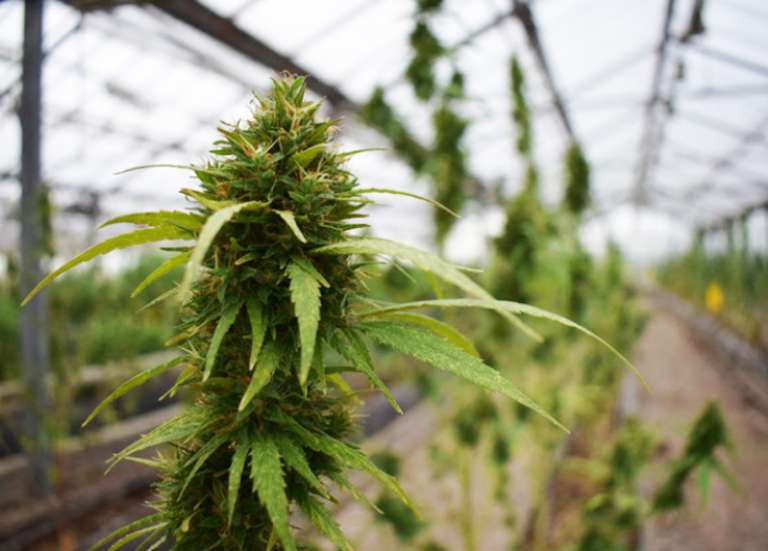 Filière chanvre : le Congrès veut poser un cadre avant de passer à l’action