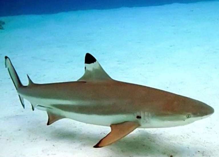 Un enfant de 7 ans mordu par un requin au mollet aux Marquises