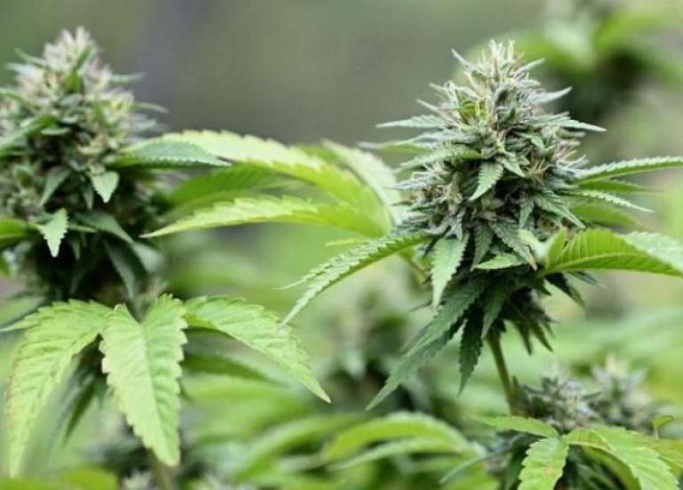 Filière chanvre : les promesses politiques à l’épreuve de la réalité économique