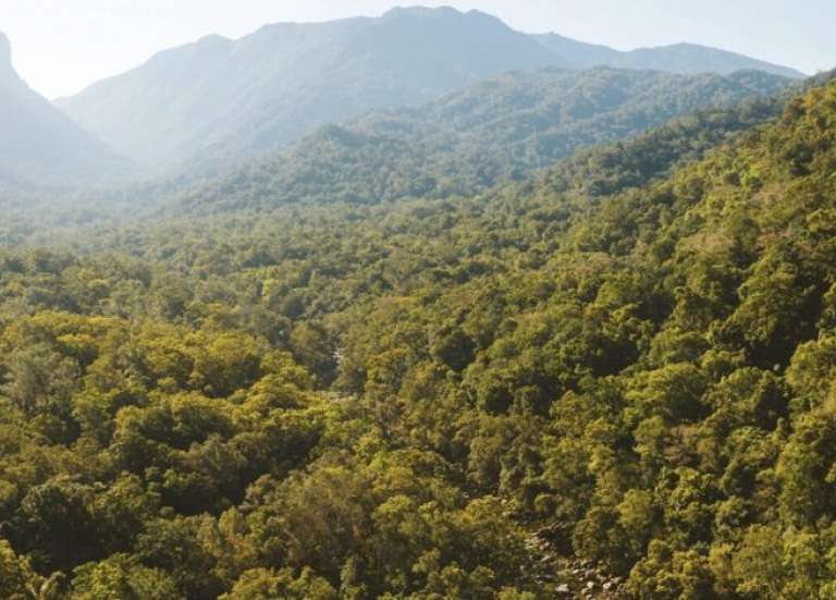 Réchauffement climatique : la mortalité des arbres s’accélère en Australie, selon une étude