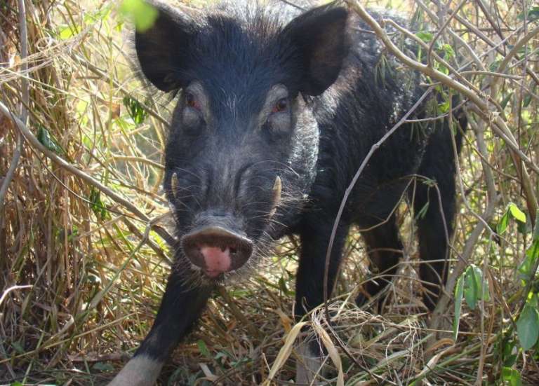D’où viennent les cochons sauvages de Nouvelle-Calédonie ?