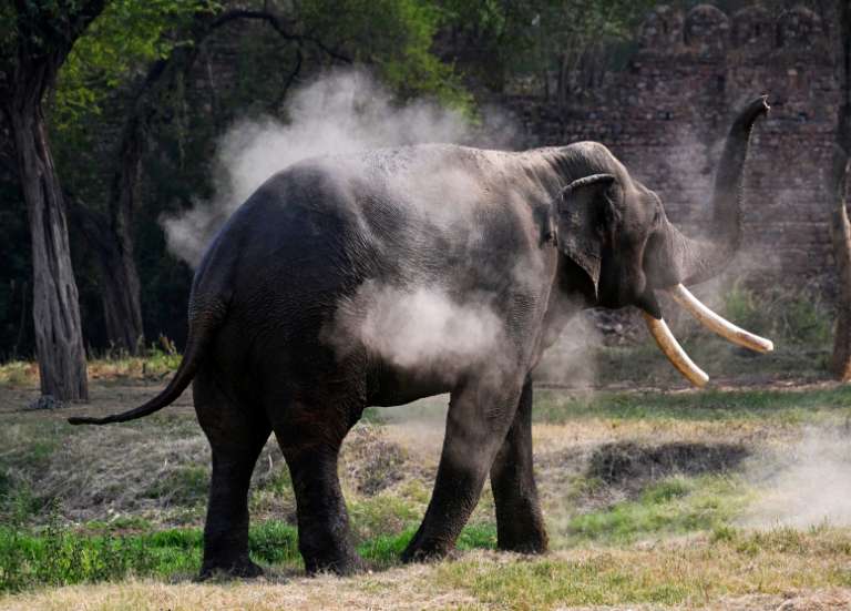 Inde : traque d’un éléphant ayant tué 20 personnes