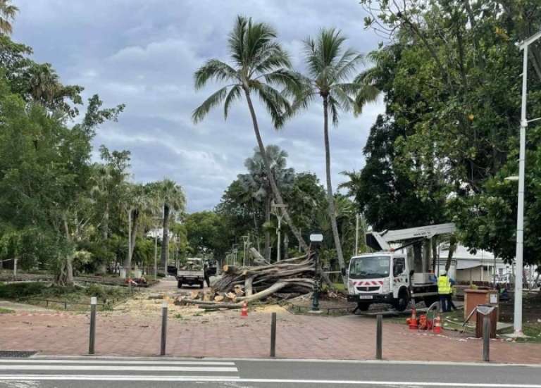 Un banian s’effondre place de la Paix