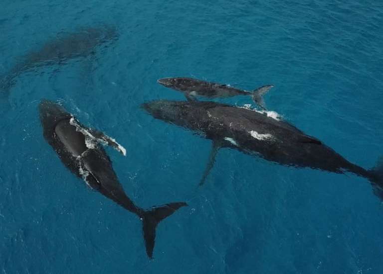 Polynésie : lancement d’une vaste campagne d’observation aérienne des grandes espèces marines