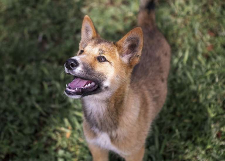 Australie : vives réactions après l’abattage de dingos suite au décès d’une touriste