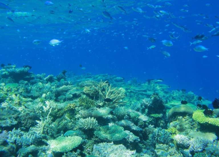 Trois ans de vague de chaleur ont blanchi la moitié des récifs coralliens de la planète