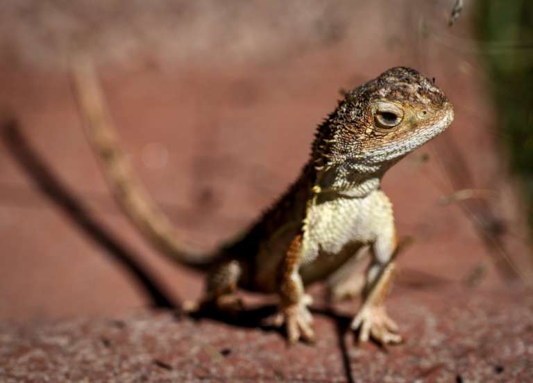 Trafic de reptiles : un Australien écope d’une peine record de huit ans de prison