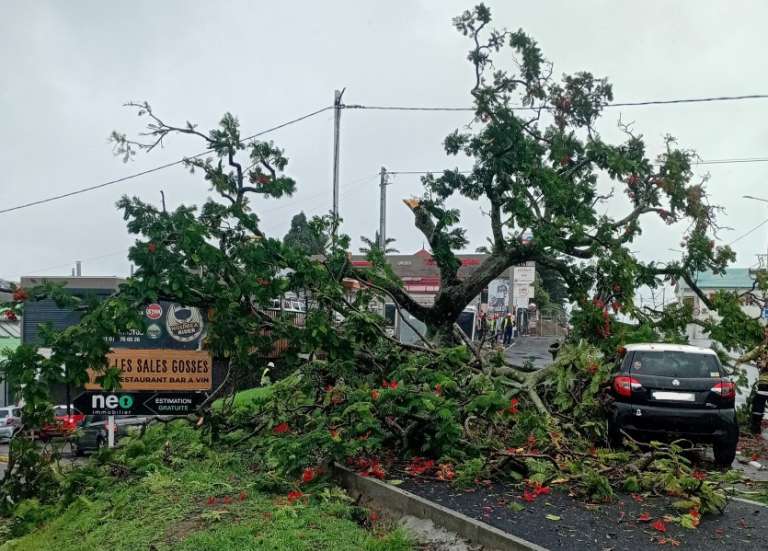 Un flamboyant s’effondre sur deux voitures stationnées dans le quartier de l’Artillerie
