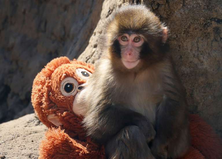 Au Japon, un bébé singe abandonné devient la star des réseaux