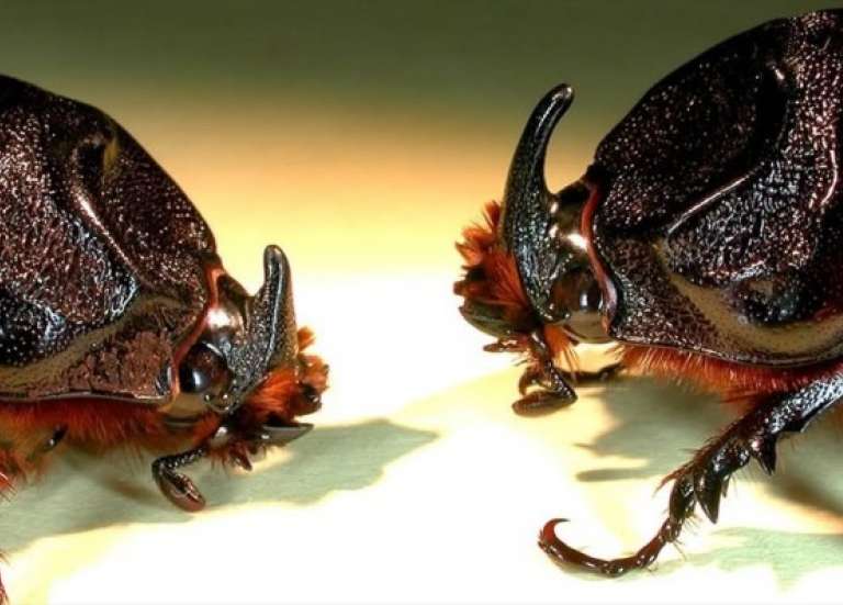 SCARABÉE RHINOCÉROS : PENDANT QUE LES INSTITUTIONS REGARDENT, LES CITOYENS FONT…