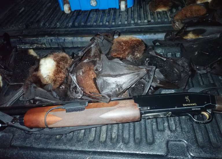 La province Nord s’inquiète de l’augmentation des cas de braconnage