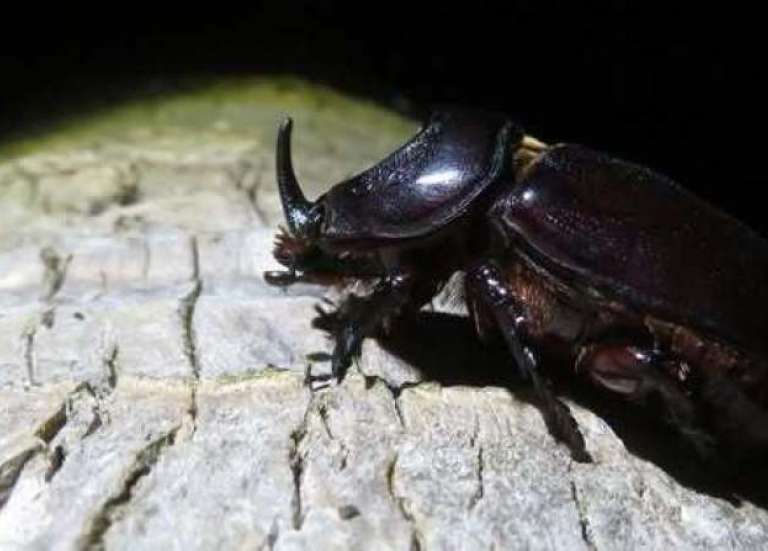 Le scarabée rhinocéros a été détecté à Thio